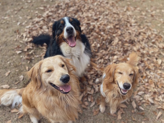 ブリーダーから 卒業 してわずか3カ月 肺がんで死んだ繁殖引退犬 死に直面した里親の思いを聞いた まいどなニュース