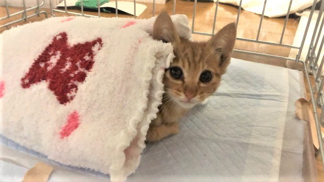 助けて 動くだけで骨が折れてしまう 難病 骨形成不全症 疑いの子猫 獣医 猫では前例のない病気 まいどなニュース