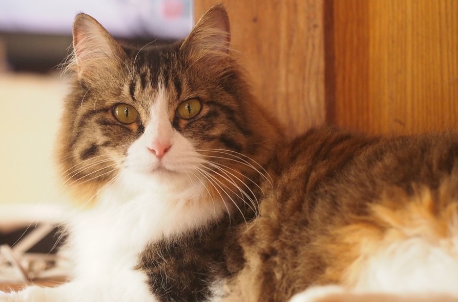 あまりの暑さに体が溶けてしまった猫さん 雪かと思った ネコバター そして形状記憶合金猫に まいどなニュース