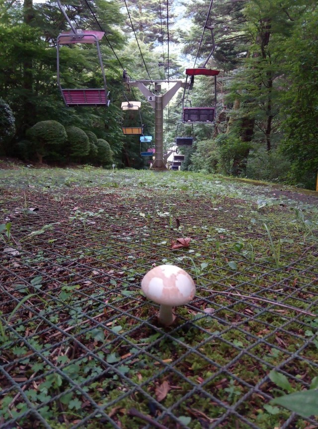 1upしそう マリオはどこ 高尾山で目撃されたレアアイテム スタッフも驚き 漫画みたい まいどなニュース