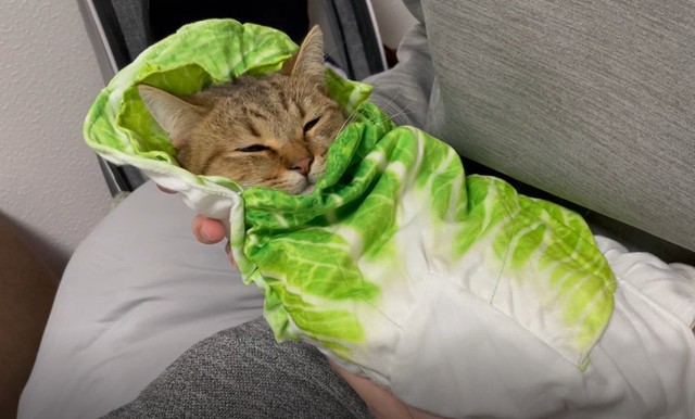 ロールパンにソフトタッチする猫 いったい何目的 美味しくなる魔法かけてる 飼い主の安全確認 ツイ民の妄想ふくらむ まいどなニュース