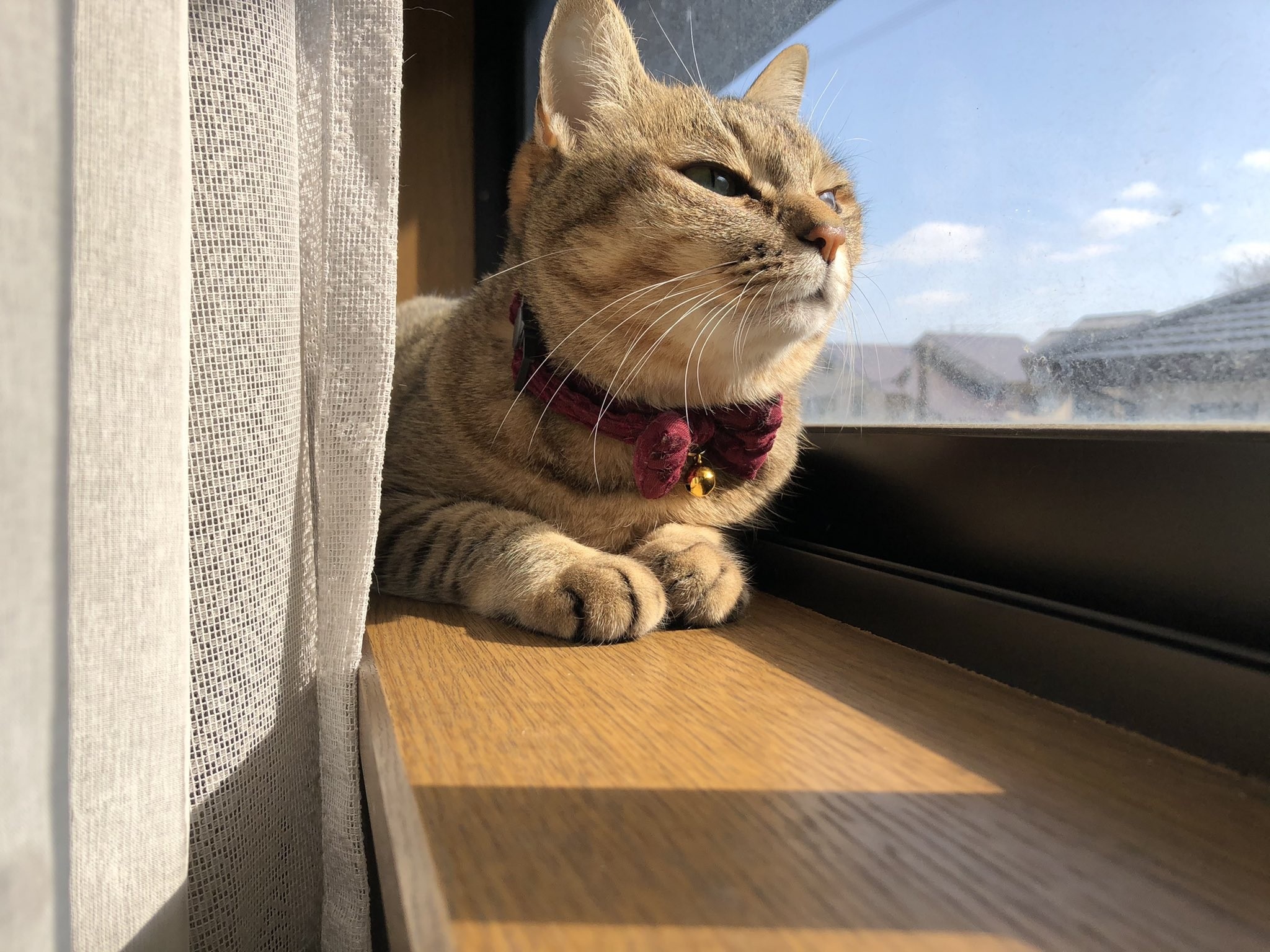 迷い猫ポスターの完成直後 何食わぬ顔で朝帰りをキメる極悪猫 脱走猫のユニークな 帰還 報告に大反響 まいどなニュース