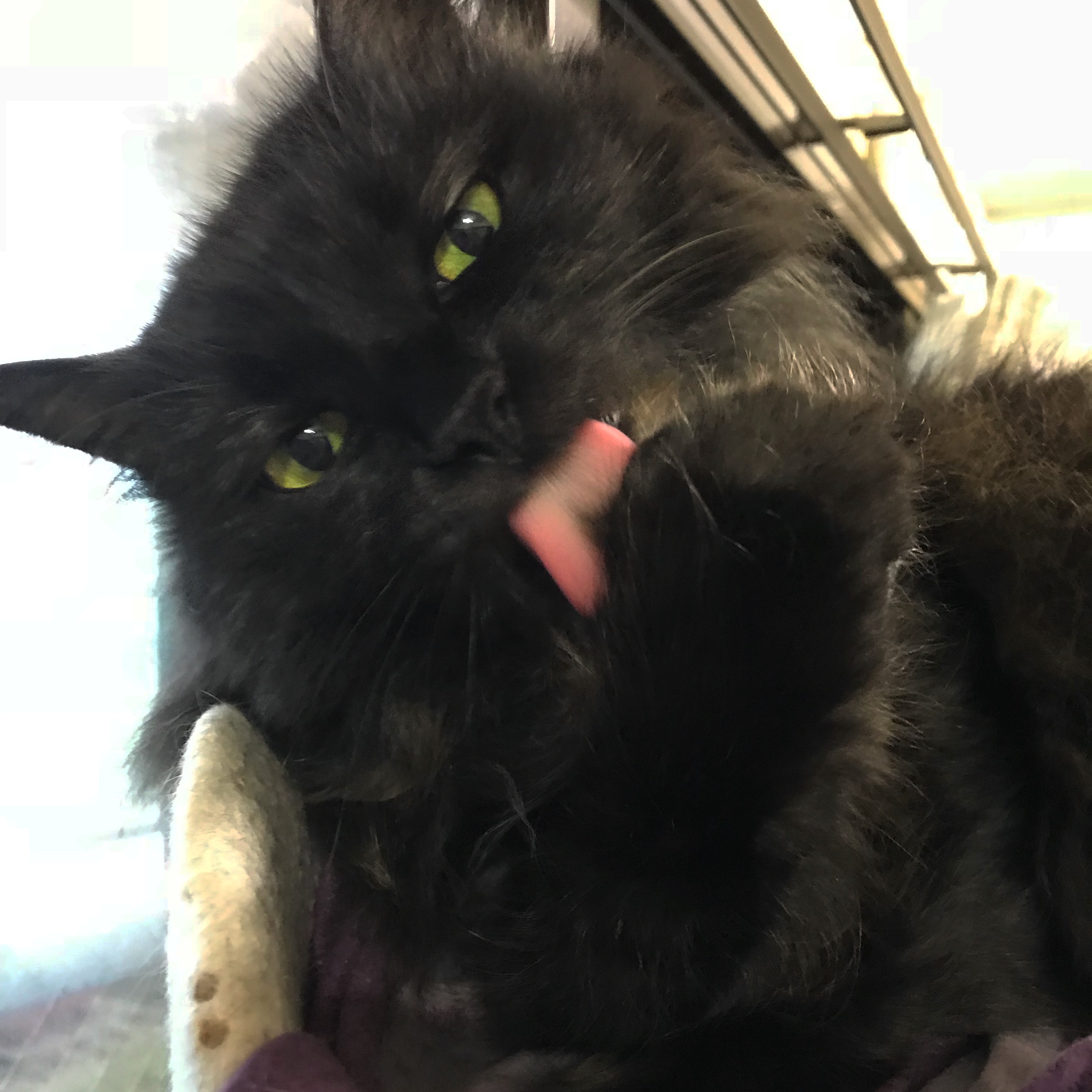 出産後 ガリガリにやせて息絶えた母猫 子猫たちの運命は まいどなニュース