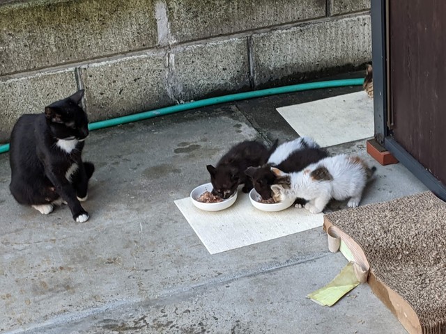 ノラ猫のお母さんが目の前で出産 7匹の子猫を1匹ずつ保護し 里親さんとのご縁つなぐ まいどなニュース