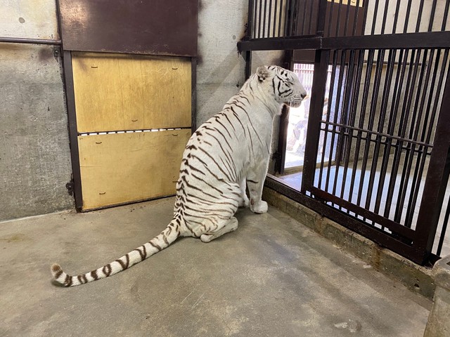 外に出るべきか否か…葛藤するホワイトタイガーのサンちゃん　提供：池田動物園