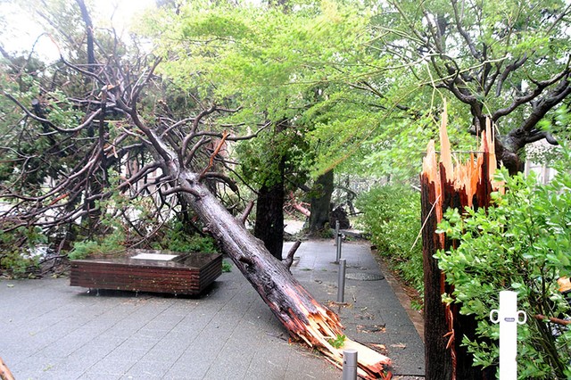 京都市左京区,京都大学校园中的大树被强风吹倒=摄于9月4日(高桥豪)