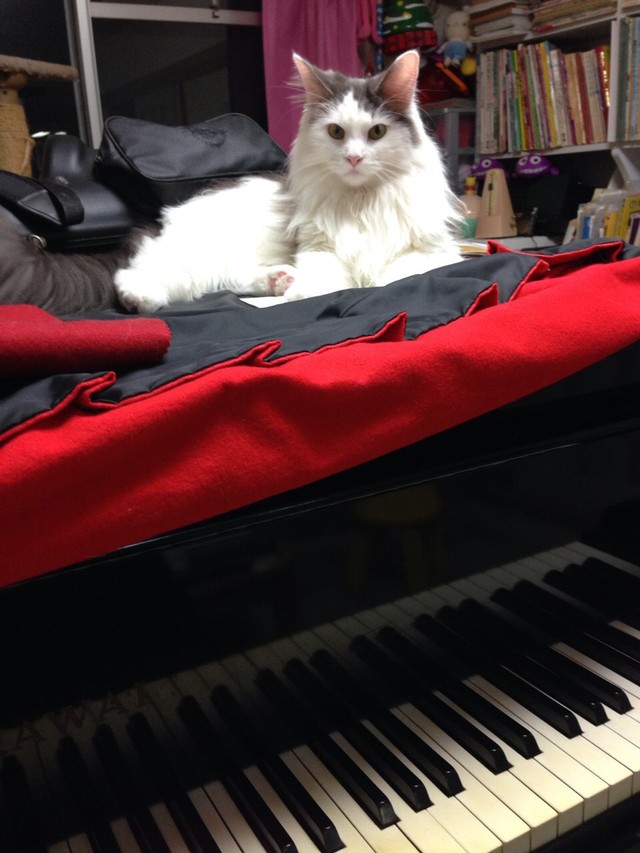 「ねこふんじゃった」弾いてみる？