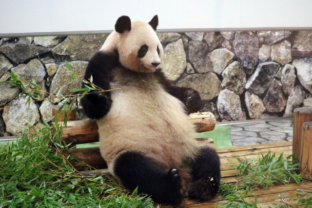 パンダ双子誕生で気になる上野動物園 子育て 舞台裏 2匹とも確実に育てる秘策は 入れ替え戦法 まいどなニュース