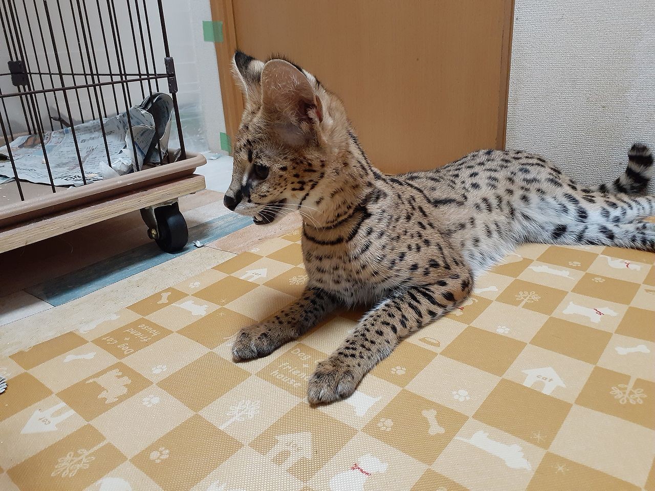 日本で唯一 サーバルキャットと触れ合える異色のカフェ 実は 保護活動 の拠点 オーナーに聞いた 次の一手 まいどなニュース