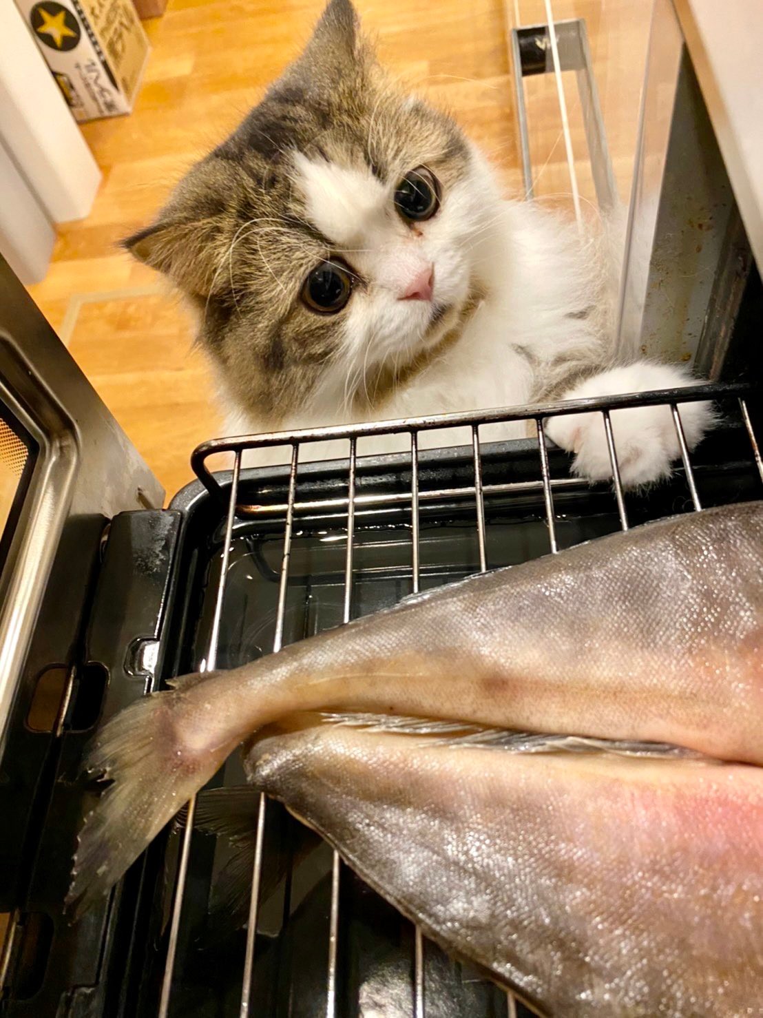 魚焼きグリルのホッケに目がクギづけの猫 顔が本気 お顔がニャンとも可愛い 食いて ニャ まいどなニュース