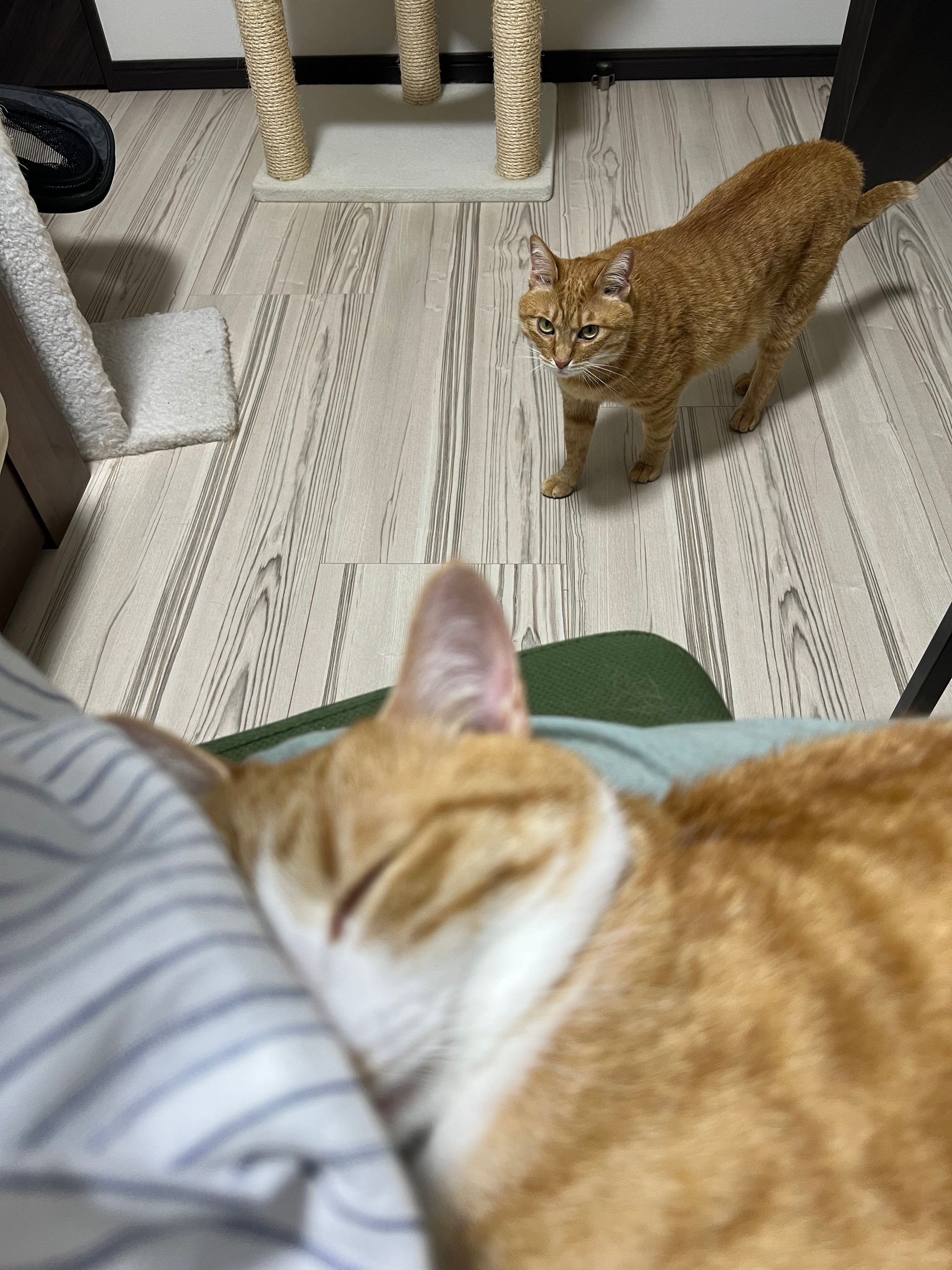 スケキヨ風おっぴろげ なネコちゃん これって在宅勤務あるある 可愛い姿にsnsで共感の声 在宅したい まいどなニュース