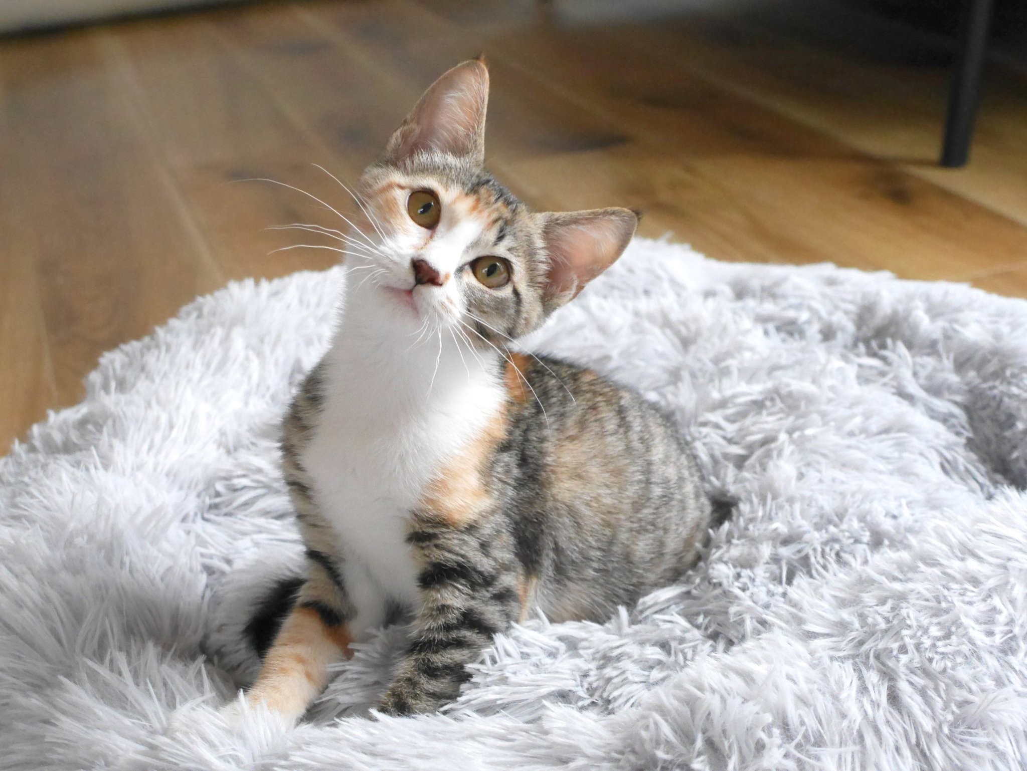招き猫のように 幸せ こいこい 譲渡会での衝撃的な姿に感じた運命 迎えた猫は 立ち止まる幸せ を教えてくれた まいどなニュース