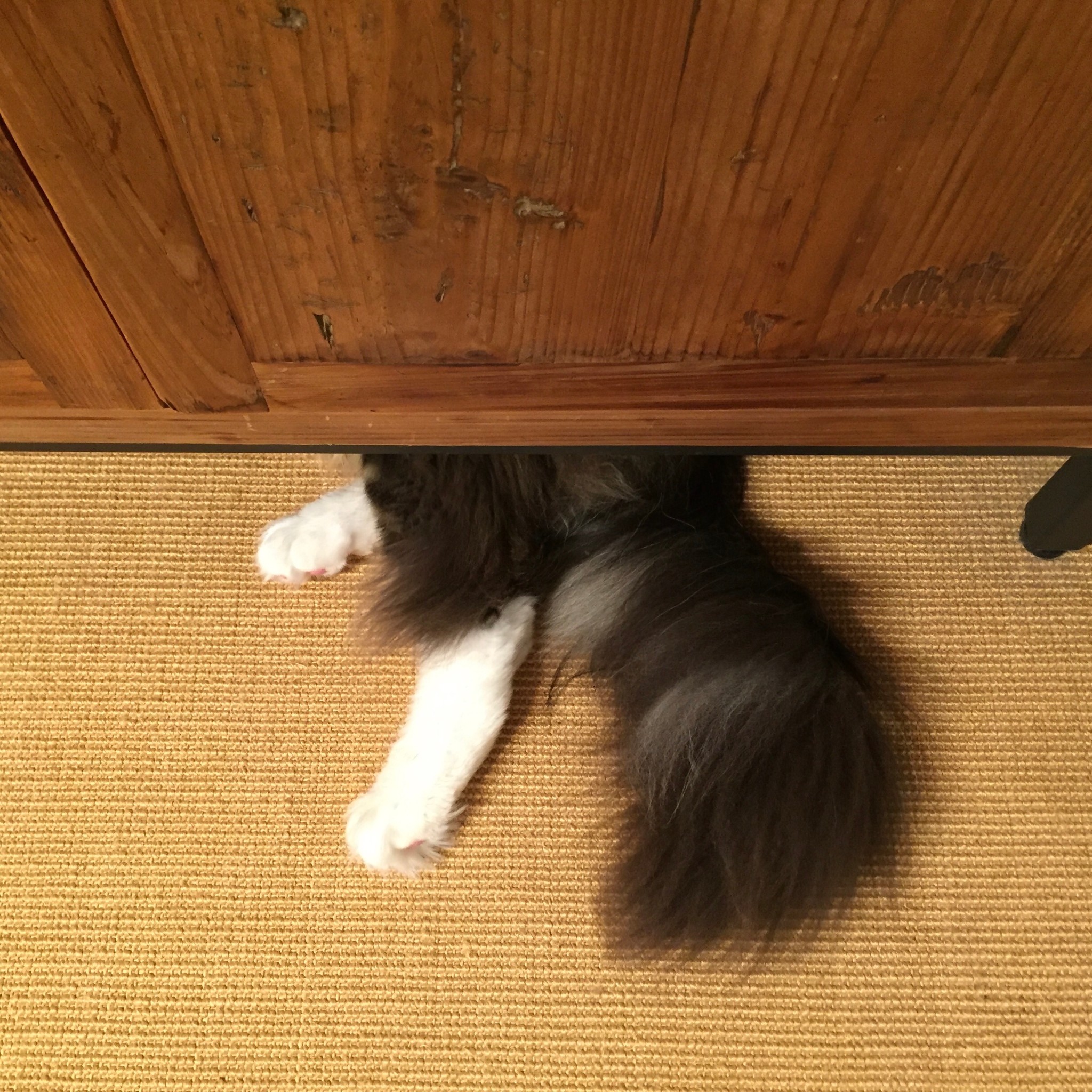 隠れている猫をsnsに投稿すると 神戸の 猫と共生する街づくり に22円寄付 かくれねこニャンペーン まいどなニュース