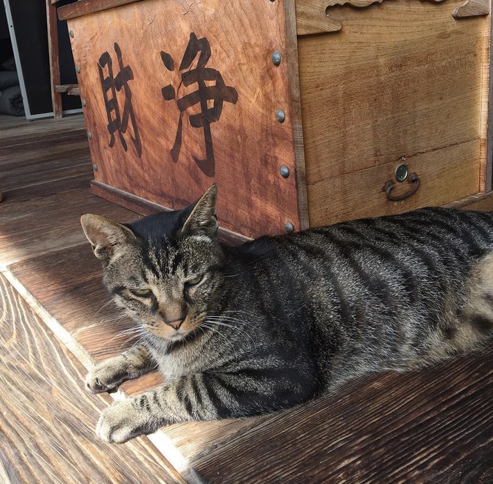 吉田一也 狛猫 Alkadhum Col Edu Iq 吉田一也 狛猫 Alkadhum Col Edu Iq