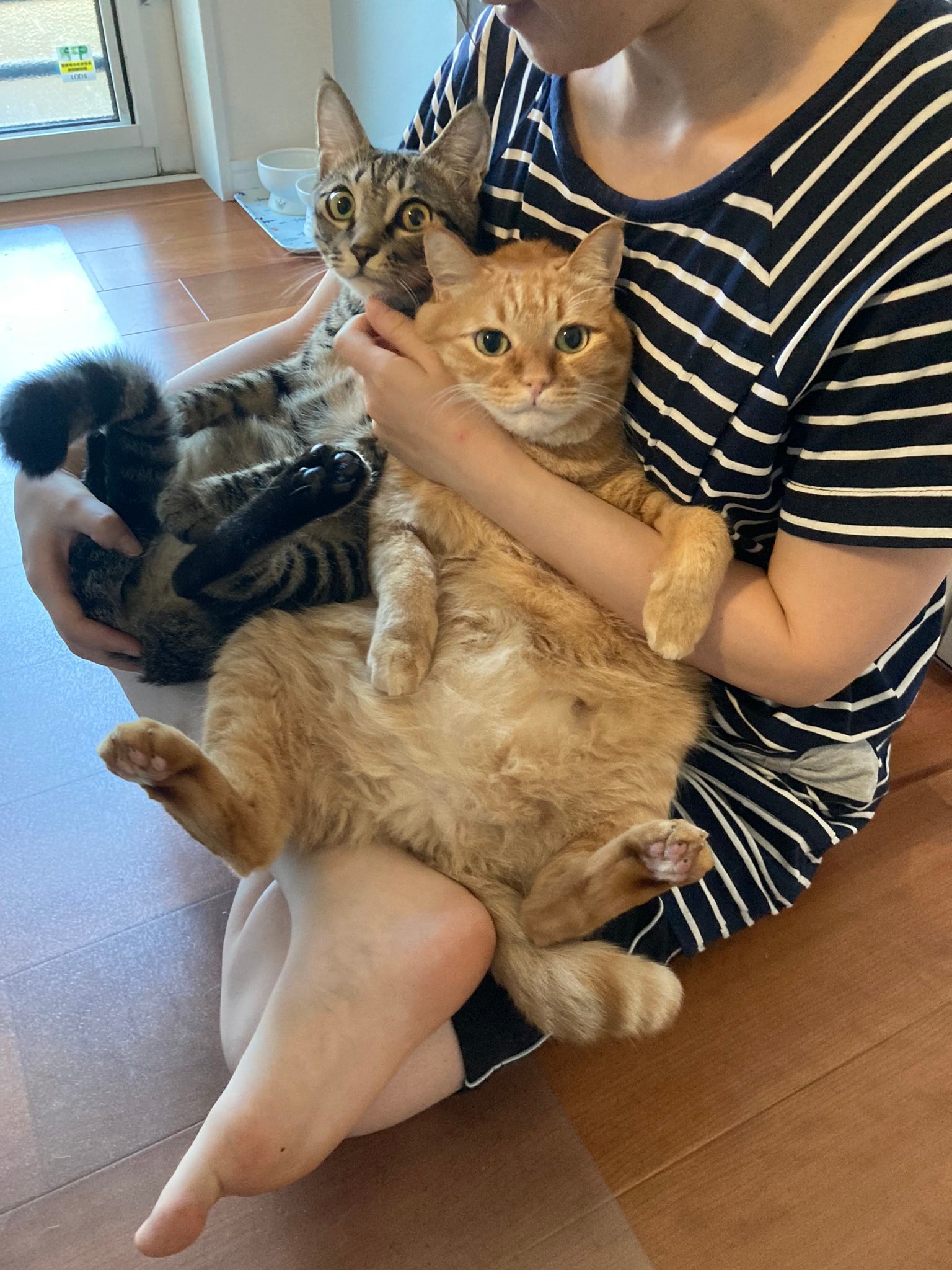 ヘソ天姿でバンザイ モフられる覚悟 を決めた猫さん よーしっ 時間無制限でモフったる まいどなニュース