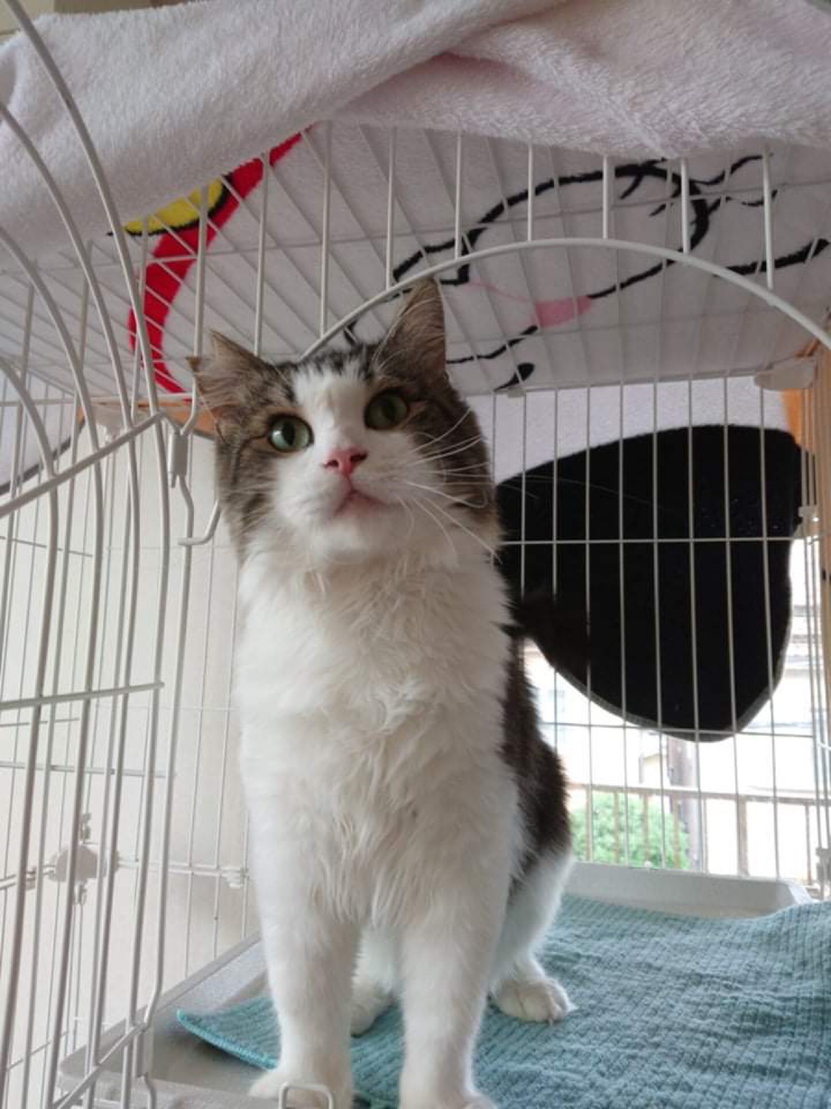 もしもあなたの猫がいなくなったら 特徴を言えますか 猫相 が変わっても 我が子 と断定するために まいどなニュース