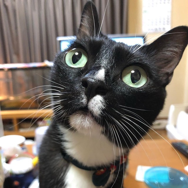 首をかしげてばかりの子猫に 三半規管の異常 が判明 譲渡先を探すのが難しいため我が子に まいどなニュース