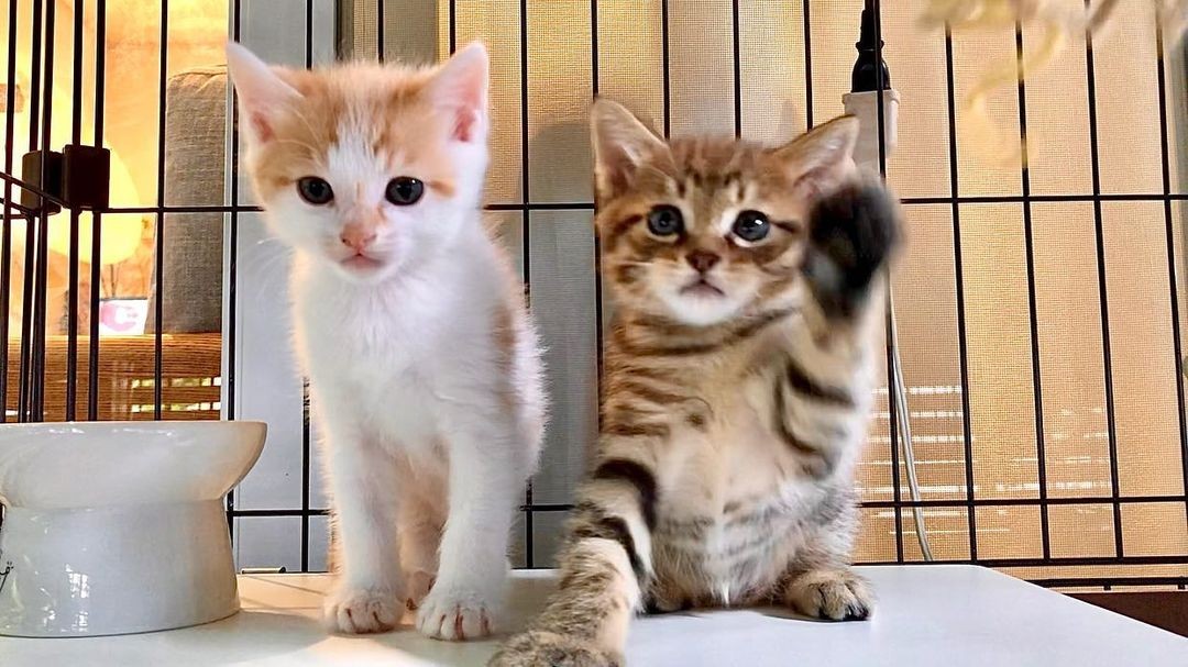 激しく威嚇する母猫と生まれたての子猫たちを保護 少しずつ心を開いてくれて、撫でられたときには感動|まいどなニュース