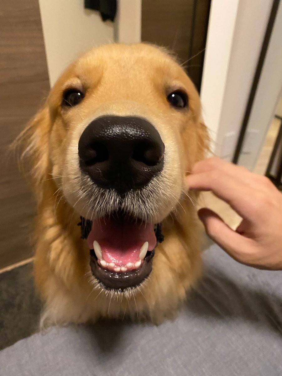 待て おやつ食べたいワン でも我慢 しつけ中の犬さんが可愛いと話題 よだれがナイアガラ まいどなニュース