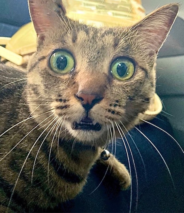 嘘だろっ 病院に到着した猫が びっくりレベル超えた 顔に 恐れていたのは 飼い主に真相を聞いた まいどなニュース