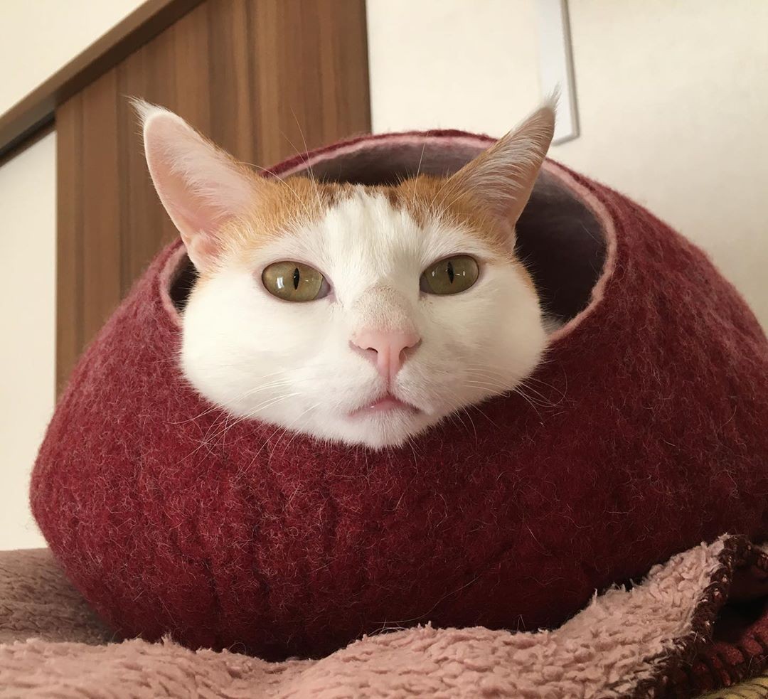 病気の私を癒してくれた保護猫 テレビや写真展でタレント猫としても活躍 まいどなニュース