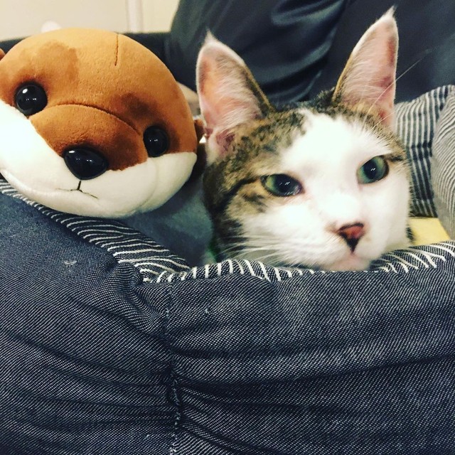 庭のウッドデッキに突然現れた猫 翌朝も用意した毛布の上でぐっすり寝ていたので迷わず家族に まいどなニュース