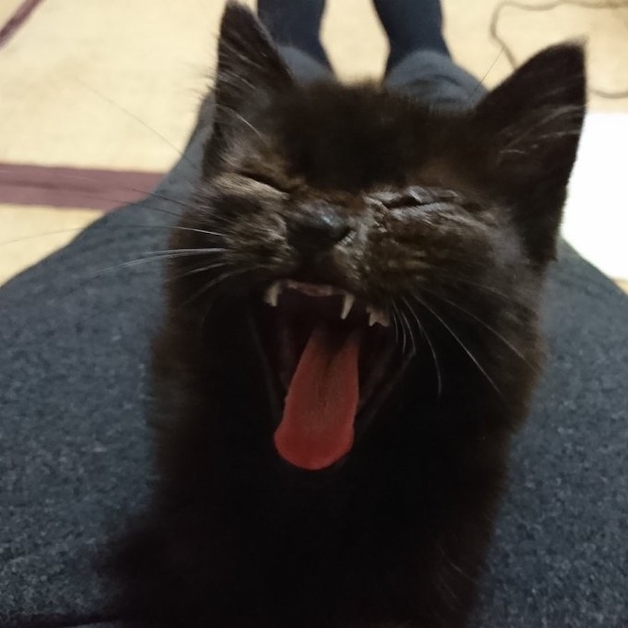 猫に頼めば伝わる 都市伝説は本当だった 脱走した家猫が帰ってきたミラクルに ネット民から体験談も殺到 まいどなニュース