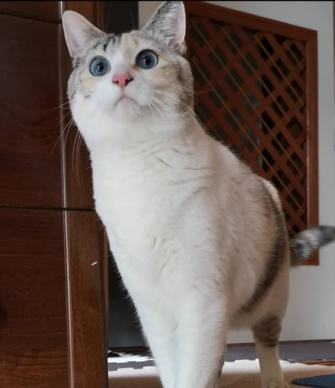 相棒を亡くした猫が飼い主に依存 2匹目に迎えた青い瞳の猫 警戒心強く心を開くまで1年半 まいどなニュース