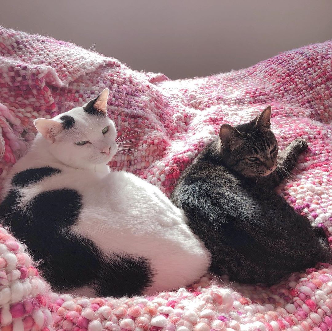 猫好きの家に現れたキジ猫と人が苦手なハチワレ猫 いまでは本当の兄弟のように仲良く家猫生活 まいどなニュース