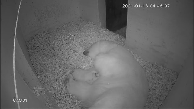 生まれたてのホッキョクグマの赤ちゃんが鳴いて転がる動画が大人気 大雑把な 母にも全国からエール まいどなニュース 生まれたてのホッキョクグマの赤ちゃんが鳴いて転がる動画が大人気 大雑把な 母にも全国からエール まいどなニュース