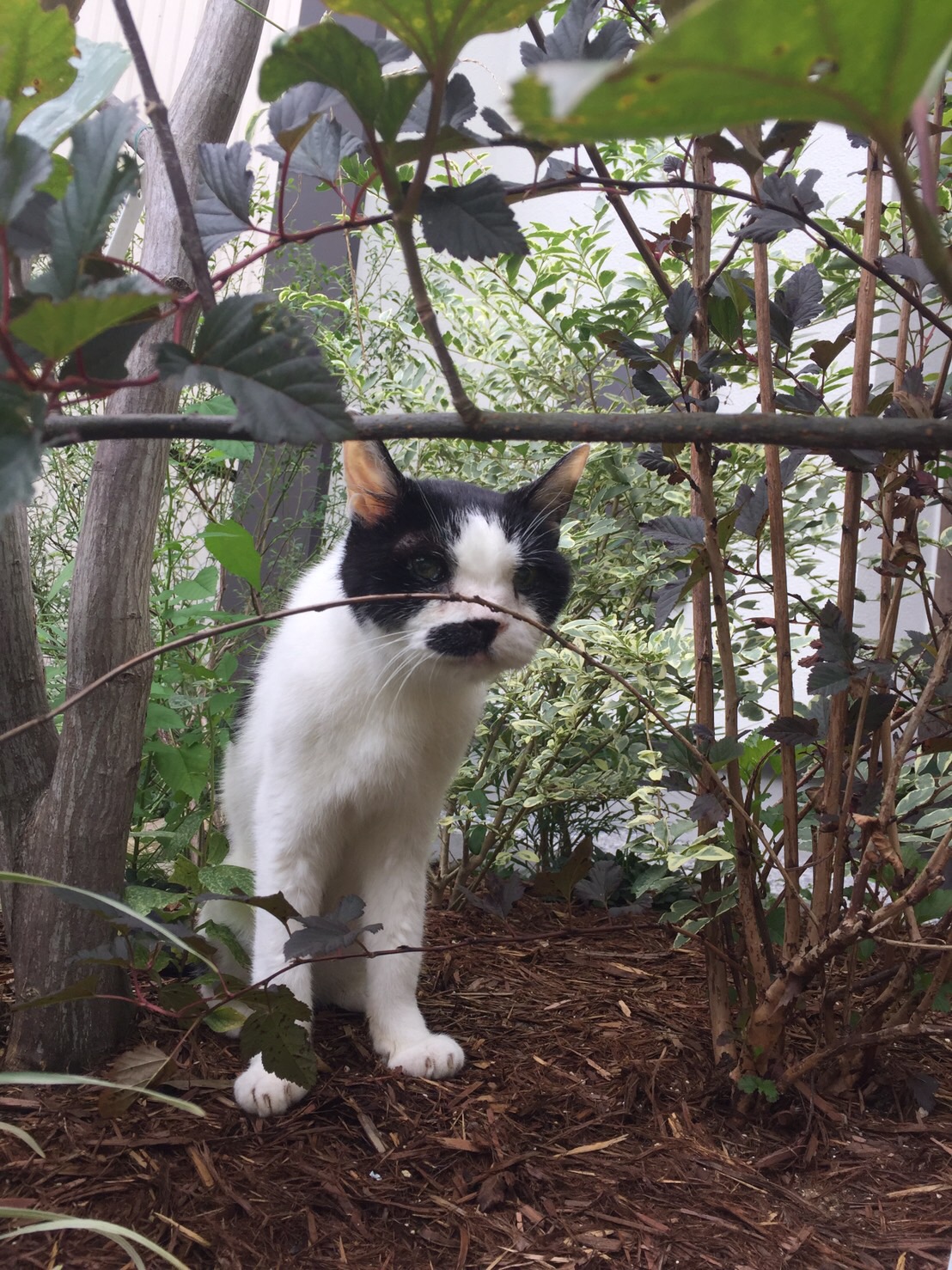 飼い主さんの愛情も長生きの秘訣 慢性腎不全を抱えながら頑張る18歳の猫 ぷーちゃん まいどなニュース
