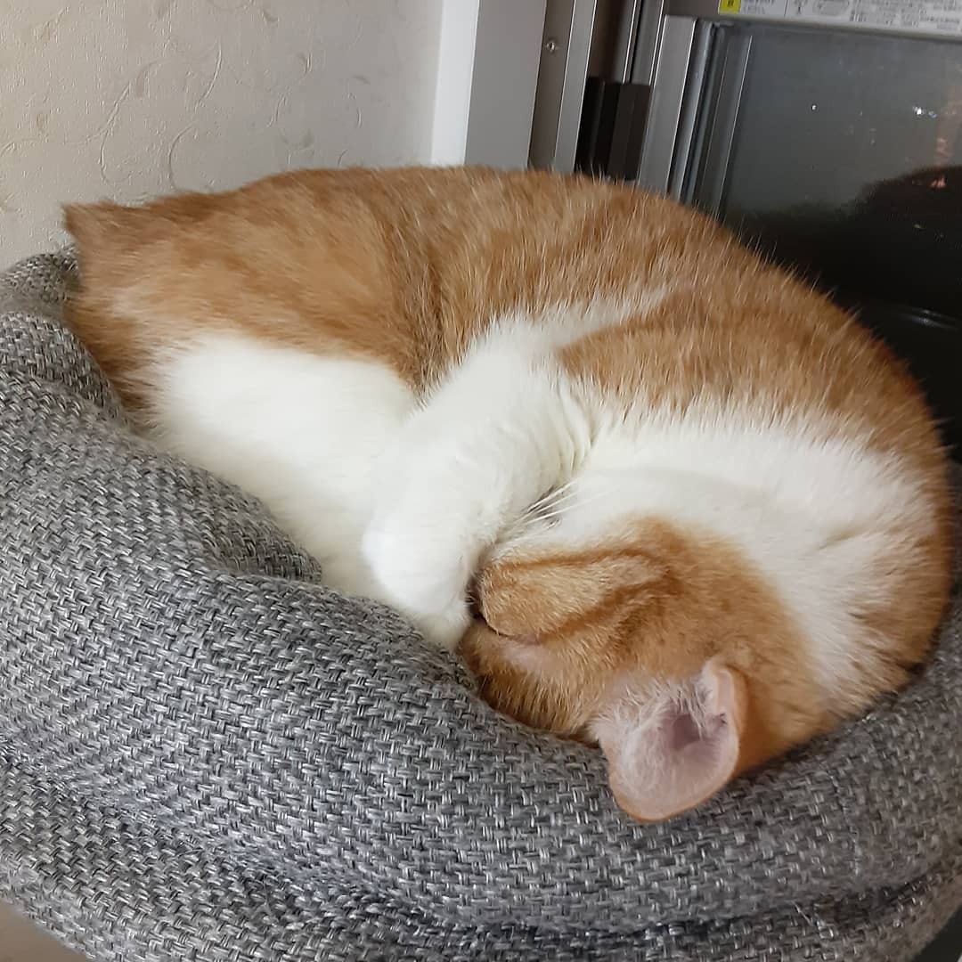 生きていく意味がわからない どん底の日々を救ってくれた猫 守るべき存在が飼い主を変えた まいどなニュース