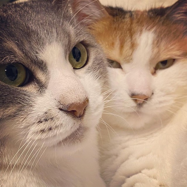 シャー フー 8年経ってもまだ人間に敵意むき出しの元野良猫 猫には猫の生き方がある 懐かせようと思わない飼い主さん まいどなニュース シャー フー 8年経ってもまだ人間に敵意むき出しの元野良猫 猫には猫の生き方がある 懐かせようと思わない飼い主さん まいどなニュース