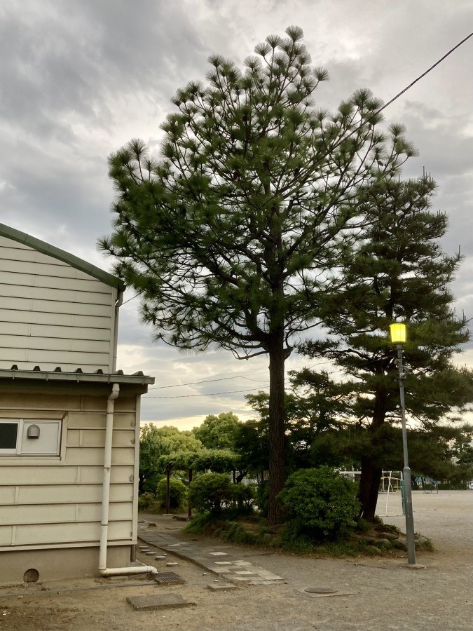 父の30年来の夢だった巨大松ぼっくりを息子がゲット 喜ぶ父に息子が放ったまさかのひと言とは まいどなニュース