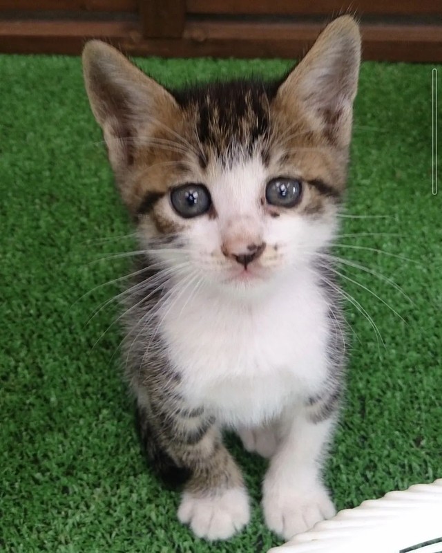 野良猫が産んだ子猫を家族に 「幸せにしてあげたい」と思っていたが、気づけば「幸せにしてもらっていた」｜まいどなニュース