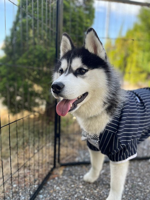 結婚式の大役を引き受けた犬さん 俺はやるぜ 指輪を背負って猛烈ダッシュ やりきった 飼い主さんに聞いた まいどなニュース