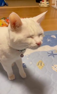 手に持つ目薬を見た猫さんの反応に悶絶 お目めしょぼしょぼ パブロフの猫 おやつ欲しいのに まいどなニュース