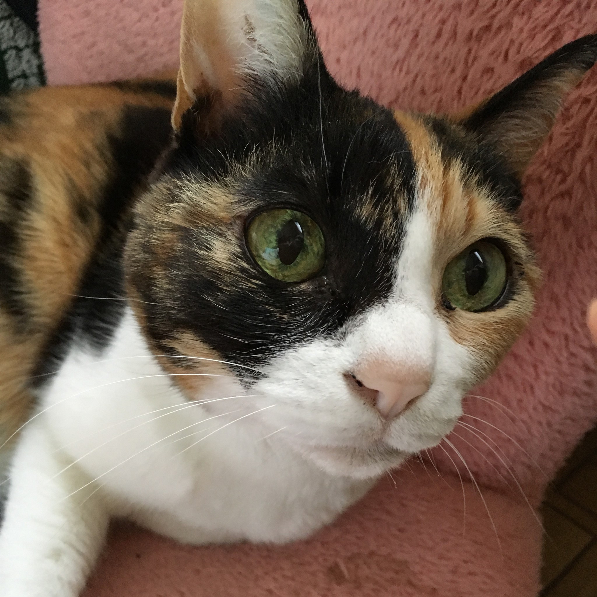 今までありがとう って なんであんた標準語なん 落語家の猫らしく 最後のお別れまで笑わせてくれた三毛猫 きなこ まいどなニュース