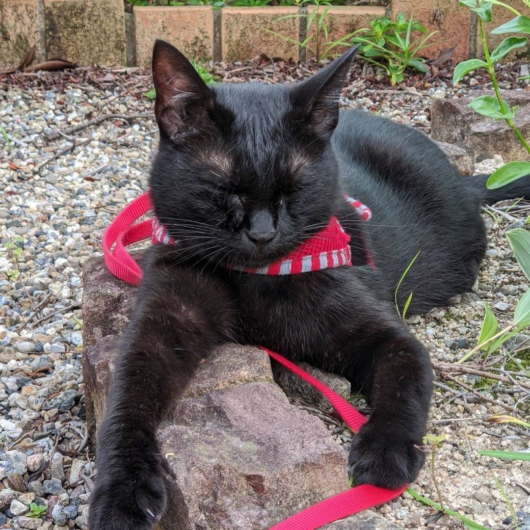 猫を拾った 先生 どうしよう 雨に濡れ カラスに襲われていた子猫 小学生に助けられて命をつなぐ まいどなニュース 猫を拾った 先生 どうしよう 雨に濡れ カラスに襲われていた子猫 小学生に助けられて命をつなぐ まいどなニュース