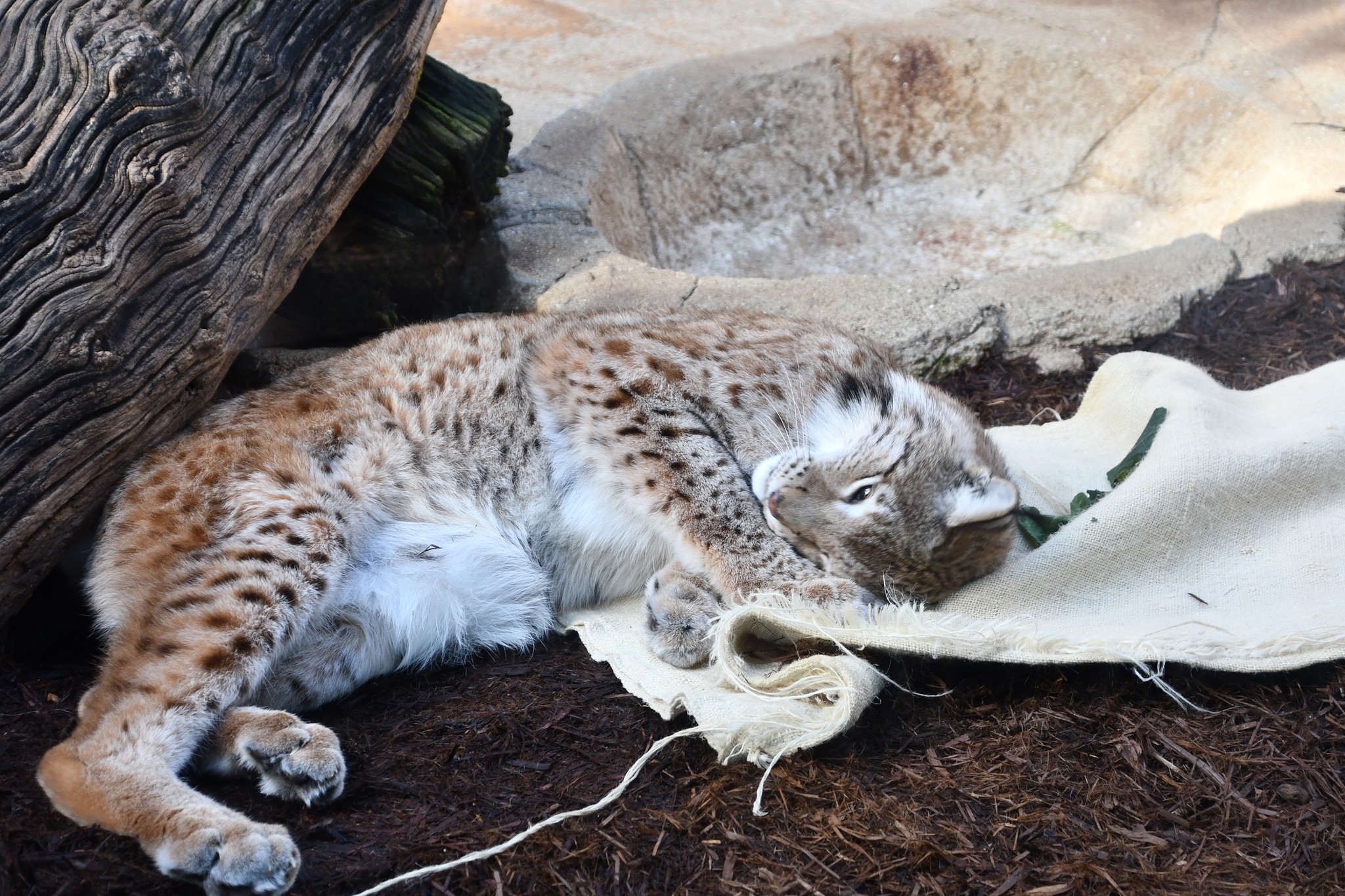 ジャガーにマタタビ スリスリゴロにゃん止まらない ナゾ解明に全面協力した猛獣ネコたちが可愛すぎる まいどなニュース ジャガーにマタタビ スリスリゴロにゃん止まらない ナゾ解明に全面協力した猛獣ネコたちが可愛すぎる まいどなニュース