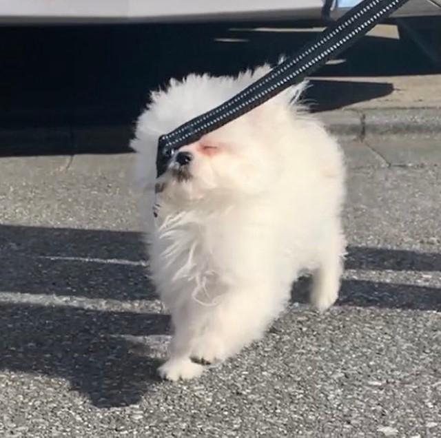 犬 なの 綿菓子みたいな 荒ぶった白いの に爆笑 常にハイテンション 激しく動いて写真が撮れない 嘆く飼い主 まいどなニュース 犬 なの 綿菓子みたいな 荒ぶった白いの に爆笑 常にハイテンション 激しく動いて写真が撮れない 嘆く飼い主 まいどなニュース