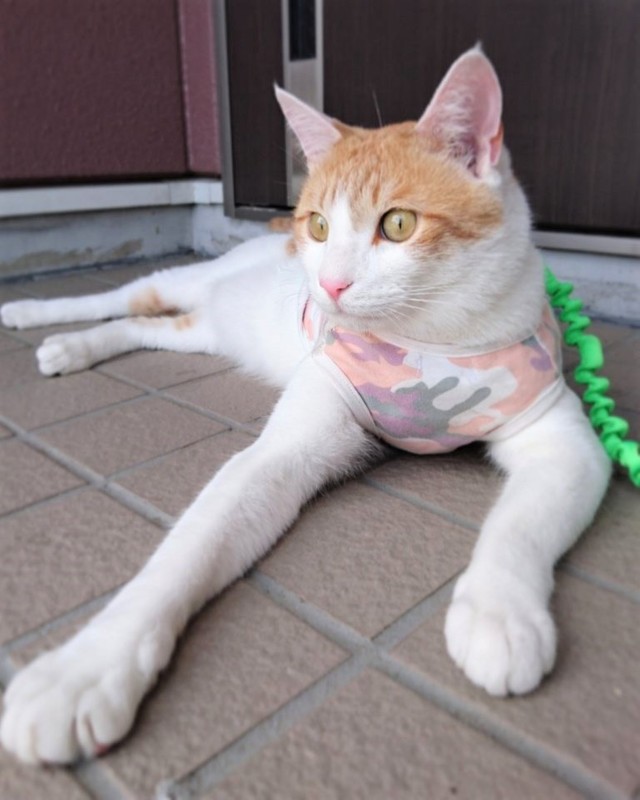 夜勤明けに見つけた子猫には 大きな火傷 が 看護師さんと暮らすお散歩猫 ペンタくんが服を着る理由 まいどなニュース