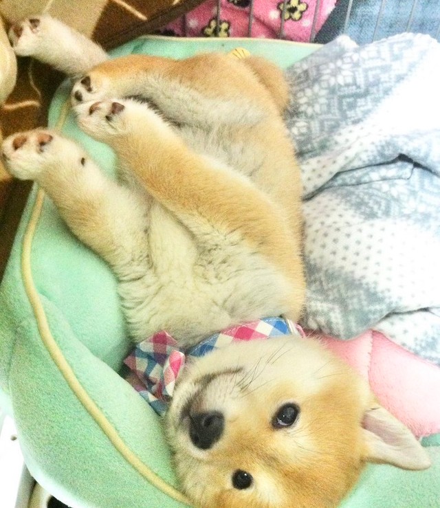 普通に座ってるけど君のはないよ 柴犬がちゃっかり食卓につく姿に爆笑 違和感ないw まいどなニュース