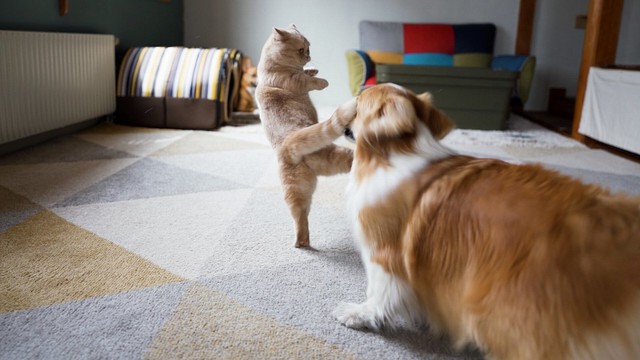 猫さんのシッポキックが犬さんの顔面を直撃 華麗なる技の決定的瞬間が話題 飼い主さんに聞いた まいどなニュース