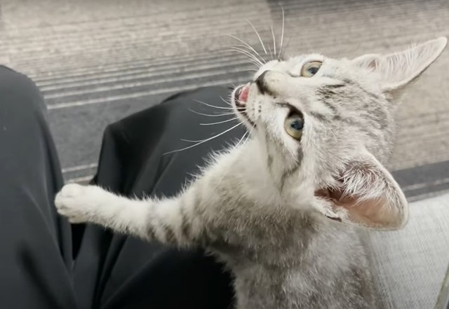 指ちょうだい 鳴きながら訴える子猫に悶絶 その後の満足顔に 天使がいる エアふみふみも まいどなニュース