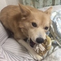 里親さんの家ではトライアル中からオモチャで遊ぶ余裕がありました