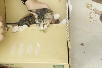 家においておけない 段ボール箱に手紙 保護した子猫をボランティア団体の施設前に遺棄 身勝手過ぎる行為 まいどなニュース