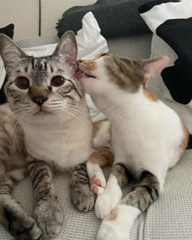 風邪をひいていた公園の捨て猫 気性は荒いけど甘えん坊 噛み癖に悩んだ時期もありました まいどなニュース