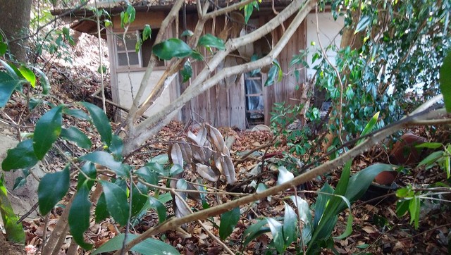 餓死 轢死 凍死 山間部の廃屋に遺棄された数十匹の猫を救え アニマルレスキューが見た凄惨な現場 まいどなニュース 餓死 轢死 凍死 山間部の廃屋に遺棄された数十匹の猫を救え アニマルレスキューが見た凄惨な現場 まいどなニュース