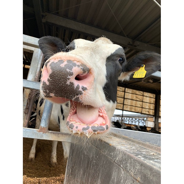 思春期子牛女子 の動画が話題 新しいわらの投入でテンション カメラを回すと まいどなニュース